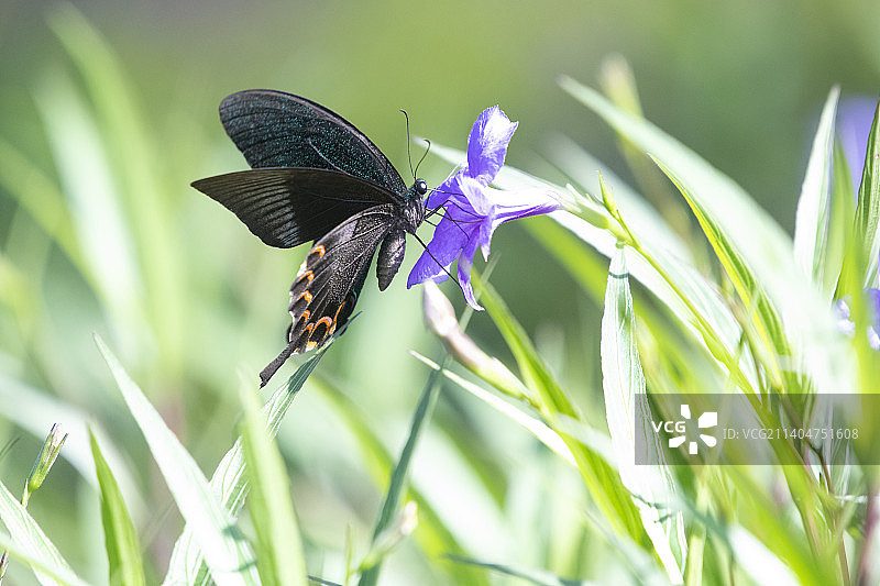 碧凤蝶图片素材