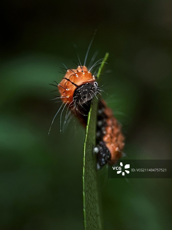 毛毛虫的特写镜头图片素材