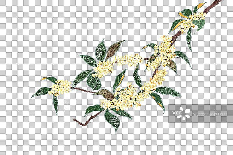 肌理岩彩风格植物系列八月桂花图片素材