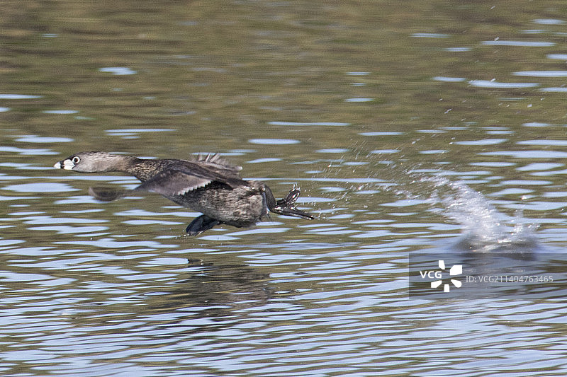 小䴙䴘在水面奔跑图片素材