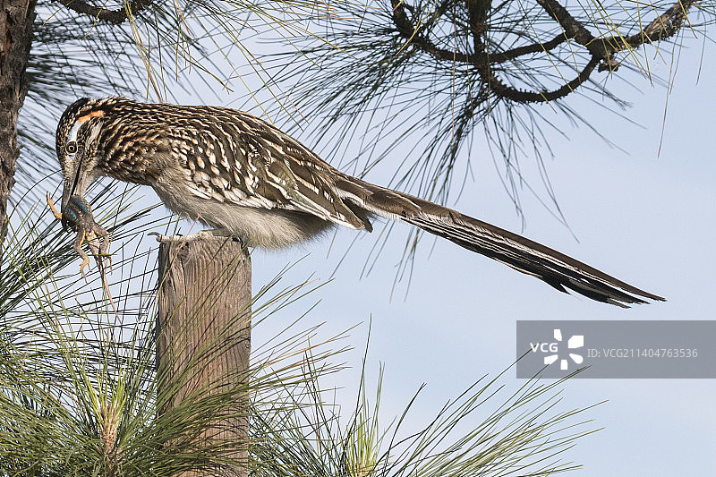 大走鹃捕食西部栅栏蜥蜴图片素材
