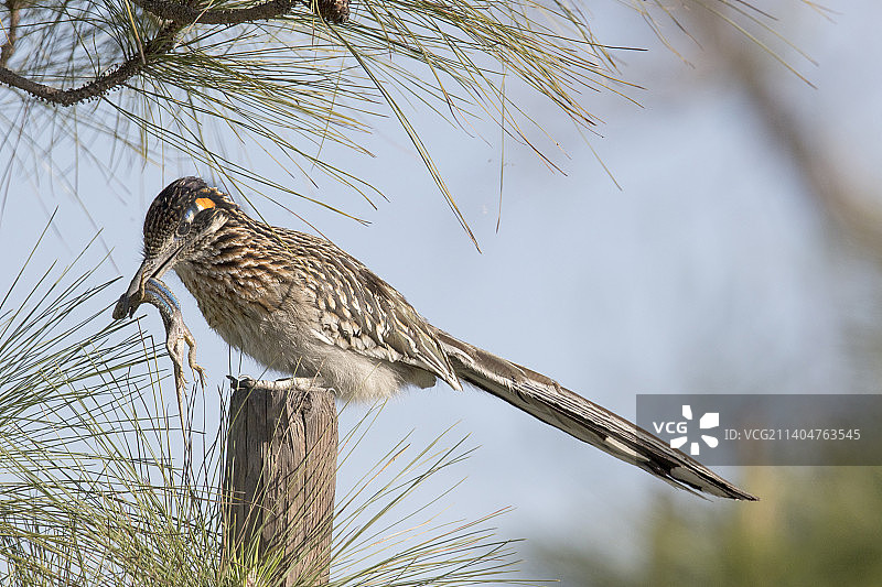 大走鹃捕食西部栅栏蜥蜴图片素材