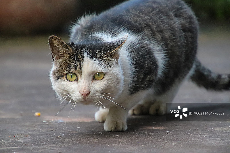 大肥猫图片素材