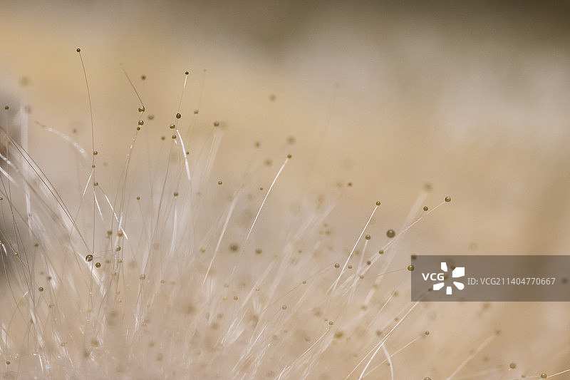 霉菌微距图片素材