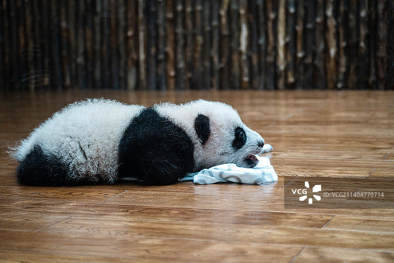 熊猫基地刚出生的小熊猫图片素材