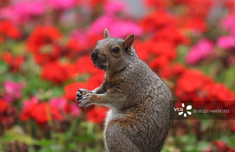 红色背景上吃食物的松鼠特写图片素材