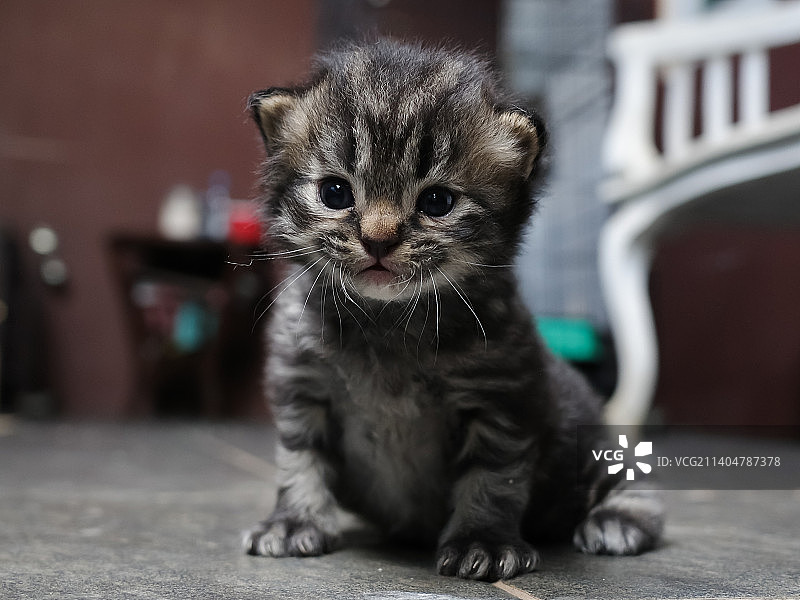 小猫坐在地板上的特写图片素材