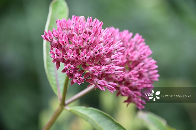 粉色马利筋花的特写图片素材