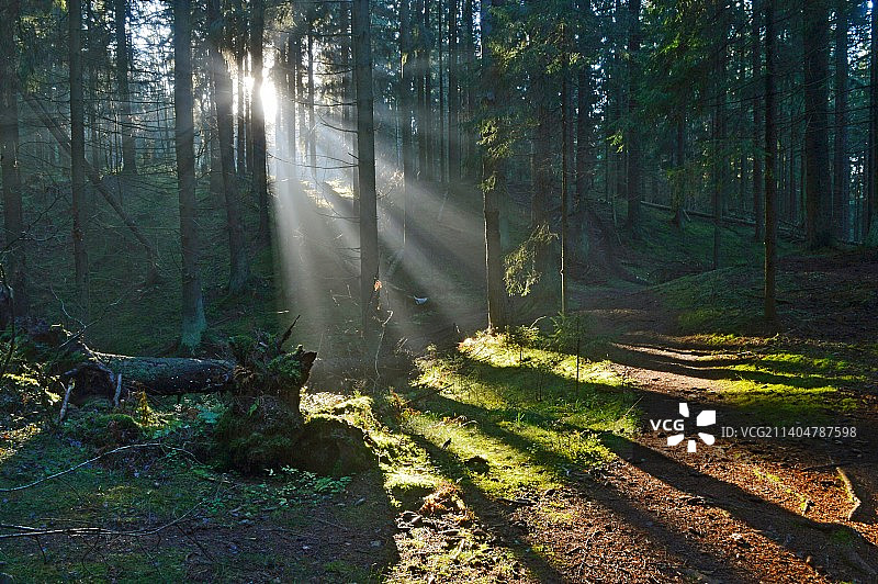 俄罗斯森林树木图片素材