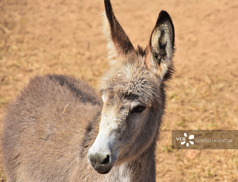 长着蓬松耳朵的可爱小野驴图片素材