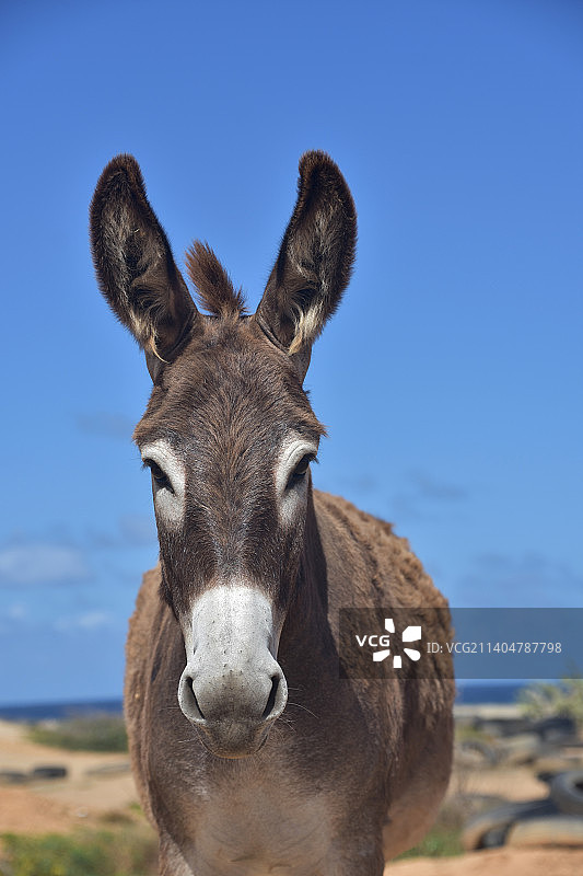 耳朵里有蓬松毛发的棕色和白色驴图片素材