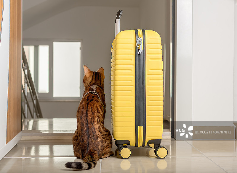 可爱的猫咪坐在行李箱旁，望向敞开的门外图片素材