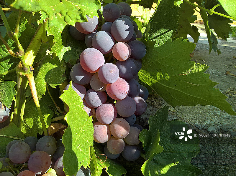 葡萄田高角度视图图片素材