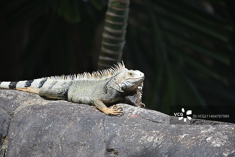 阿鲁巴岛岩石上的普通鬣蜥图片素材