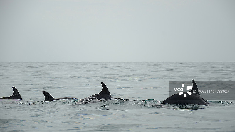 在海中游泳的两只海豚图片素材