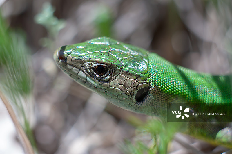 田野上的蛇特写图片素材