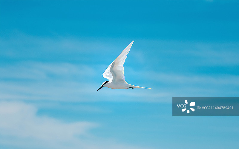 蓝天下的海鸥图片素材