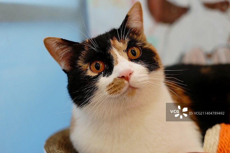 三花猫图片素材