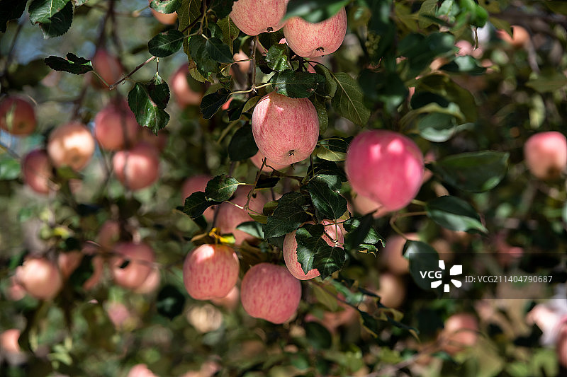 洛川苹果图片素材
