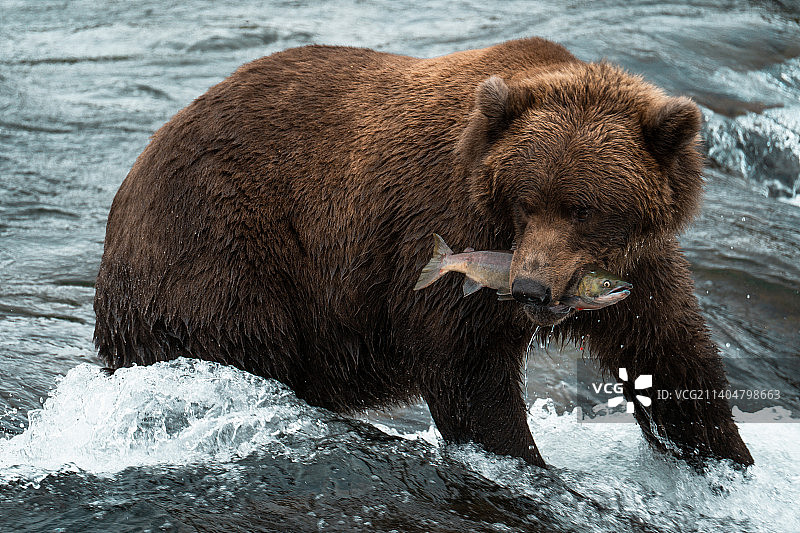棕熊在阿拉斯加的河流中捕食鲑鱼特写图片素材
