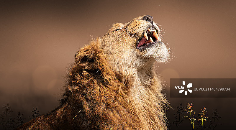 雄狮的特写：在天空背景下打呵欠并看向远方图片素材