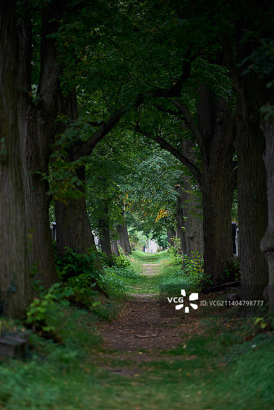 奥地利维也纳的树木图片素材