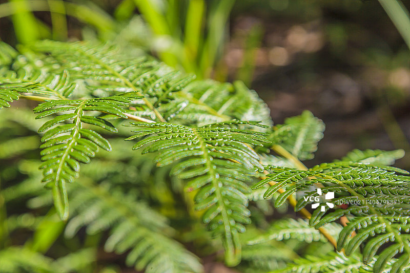 热带蕨类叶子特写图片素材
