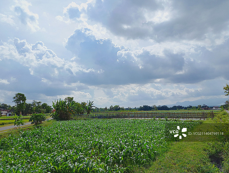 印度尼西亚日惹的田园风光农田景观图片素材