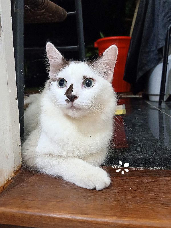 印度尼西亚德波：坐在地板上的猫的特写图片素材