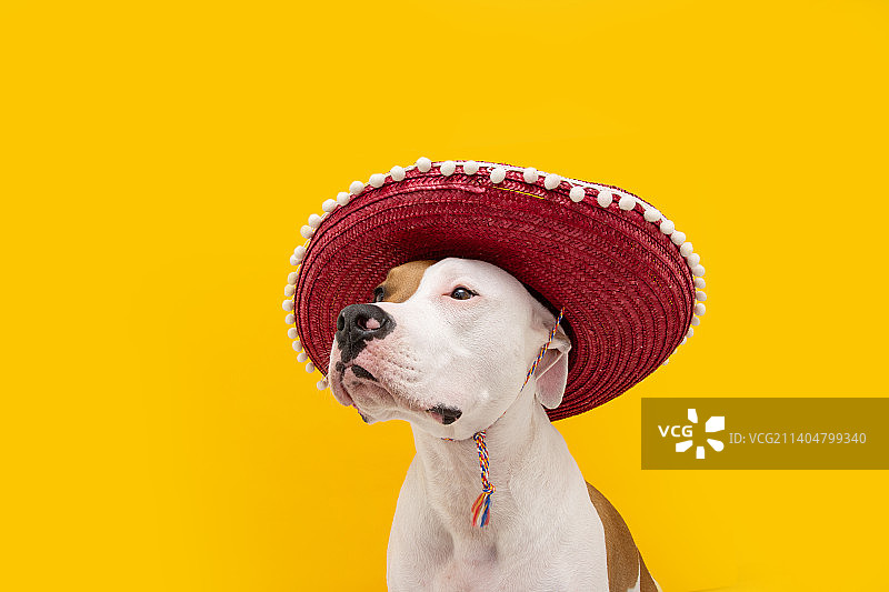 戴着墨西哥帽子的狗狗参加狂欢节、新年或万圣节，蓝色背景，西班牙赫罗纳图片素材