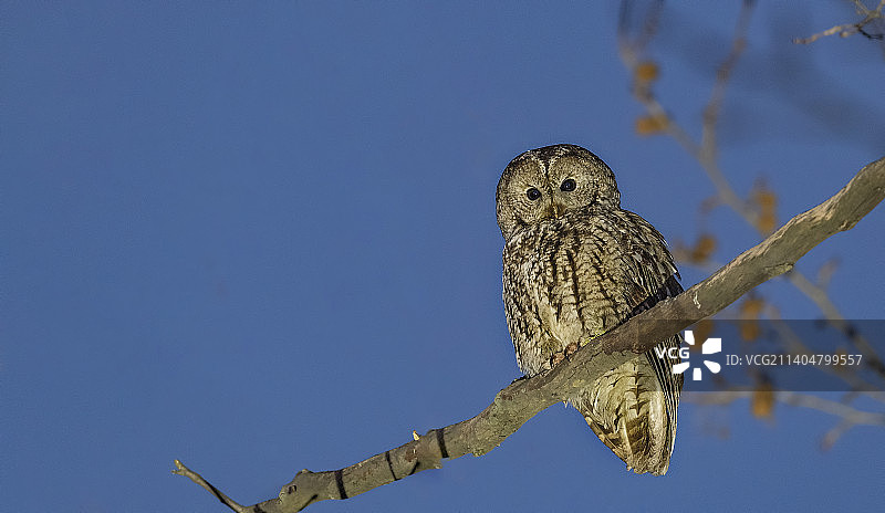 茶色猫头鹰栖息在湛蓝晴空树枝上的仰视角度图片素材