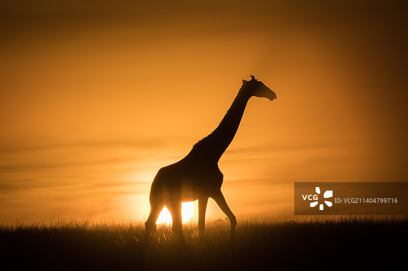 日落时分站在田野上的马赛长颈鹿剪影图片素材