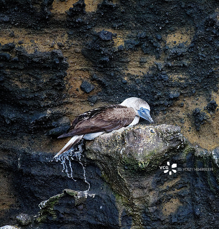栖息在岩石上的蓝色鸟儿俯视图图片素材