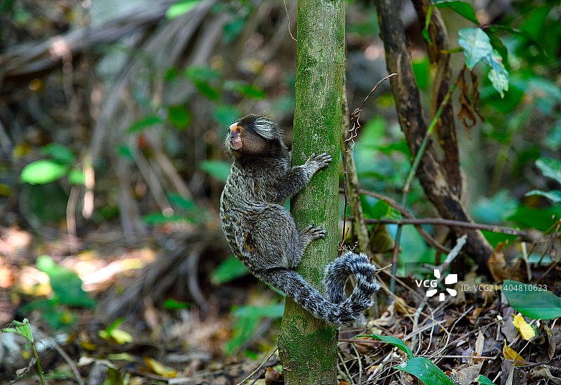 松鼠在树干上的特写图片素材