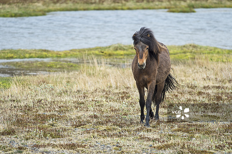 冰岛野马在田野中行走正面照图片素材