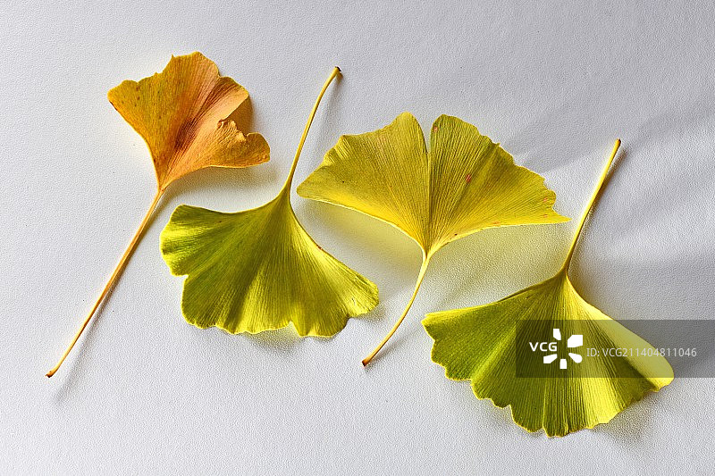 白色背景下的黄色树叶特写图片素材