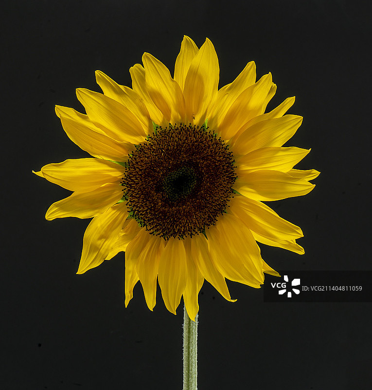 黑色背景下的向日葵特写图片素材