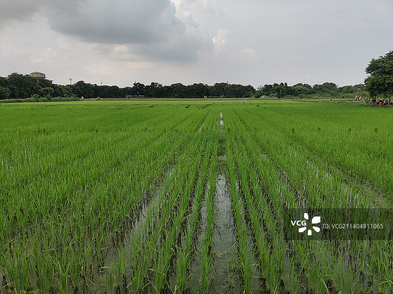 天空映衬下的农田风景图片素材