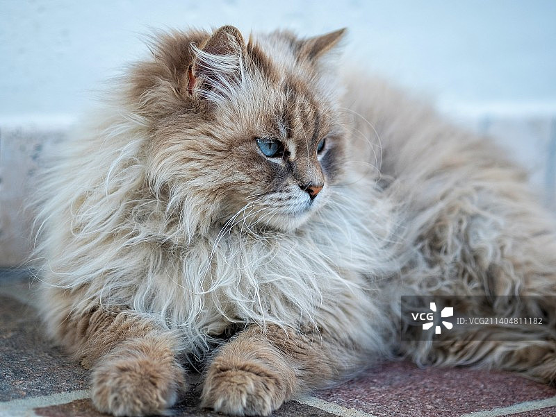 扭头猫特写图片素材