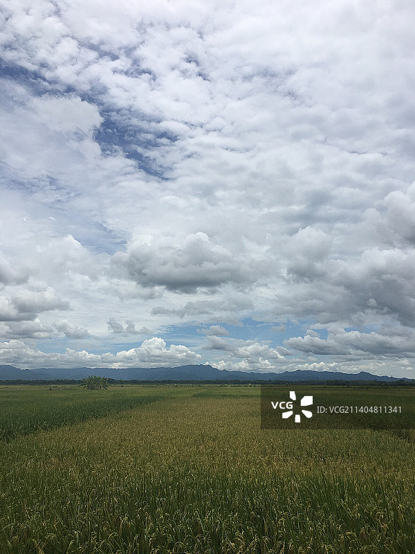 印度尼西亚南苏拉威西省稻田风光图片素材