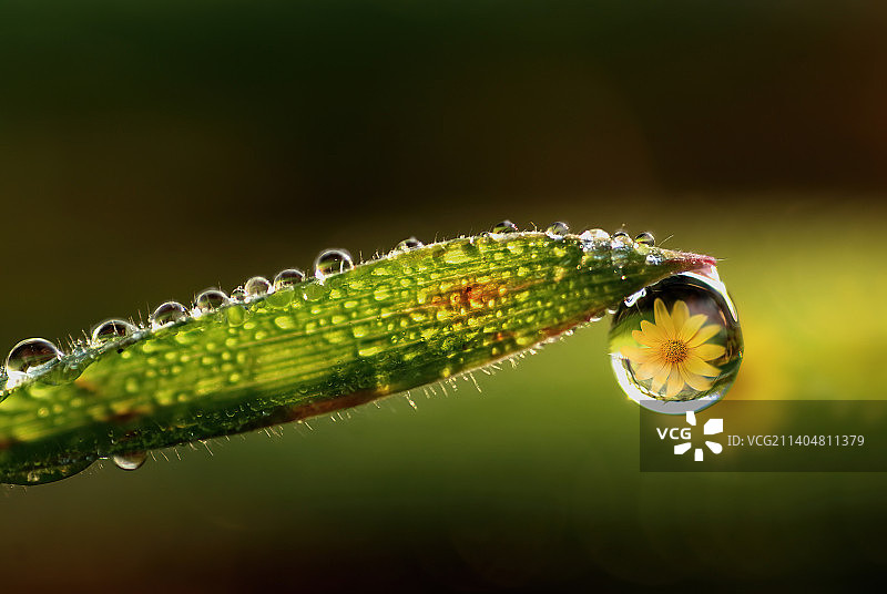 叶子上的水滴特写，德国诺鲁平图片素材