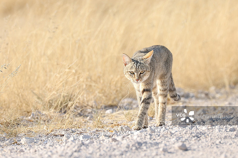 猫咪站在田野上，纳米比亚图片素材