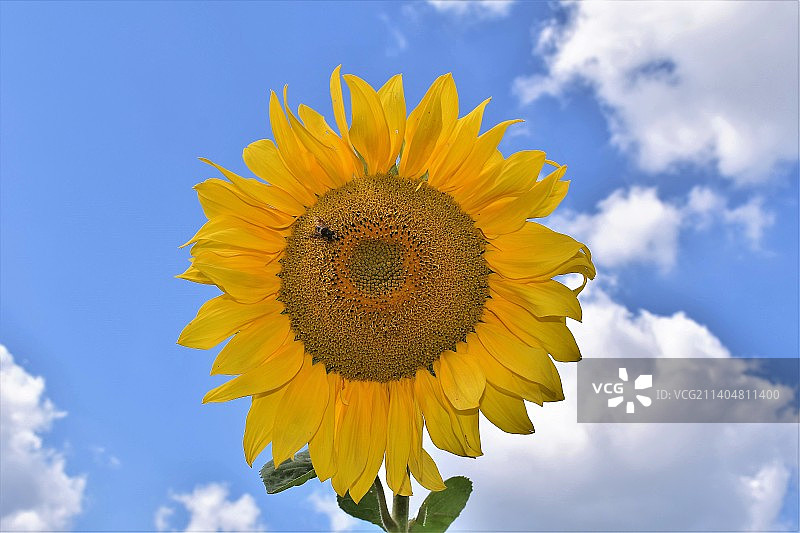 天空背景下的向日葵仰视图片素材