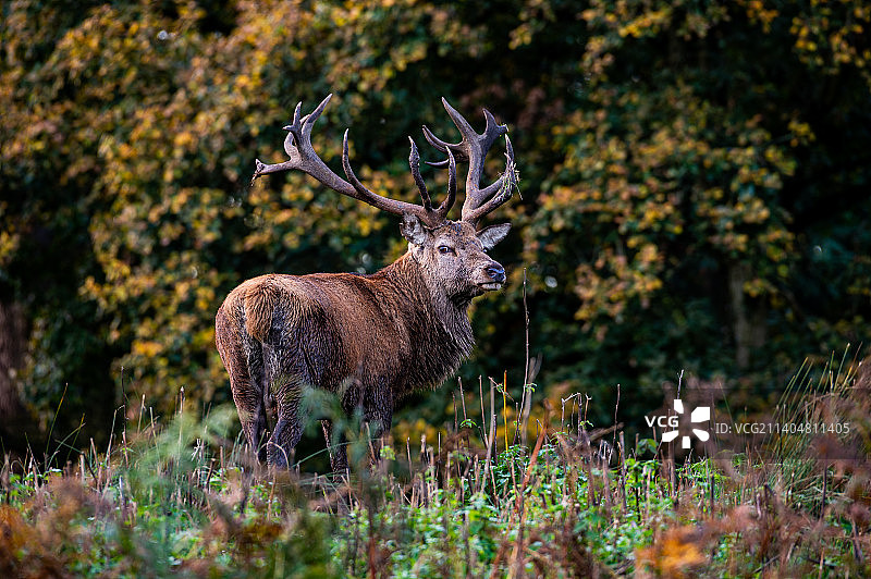红鹿站在森林植物中的侧面照，英国布拉德盖特公园图片素材
