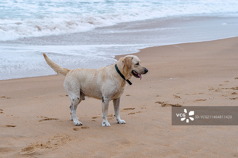拉布拉多寻回犬在印度果阿邦卡兰古特海滩上行走图片素材