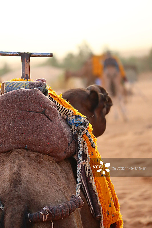 准备行走的骆驼背面特写图片素材