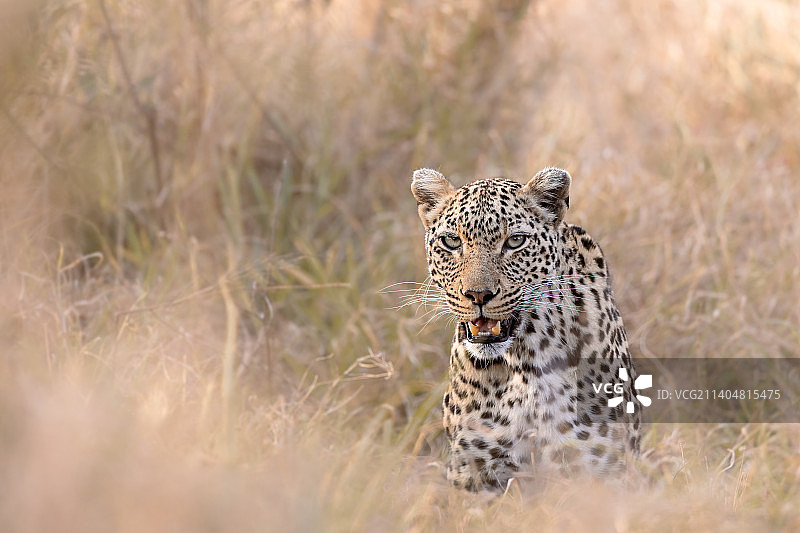 南非克鲁格国家公园高草丛中行走的豹子正面照图片素材