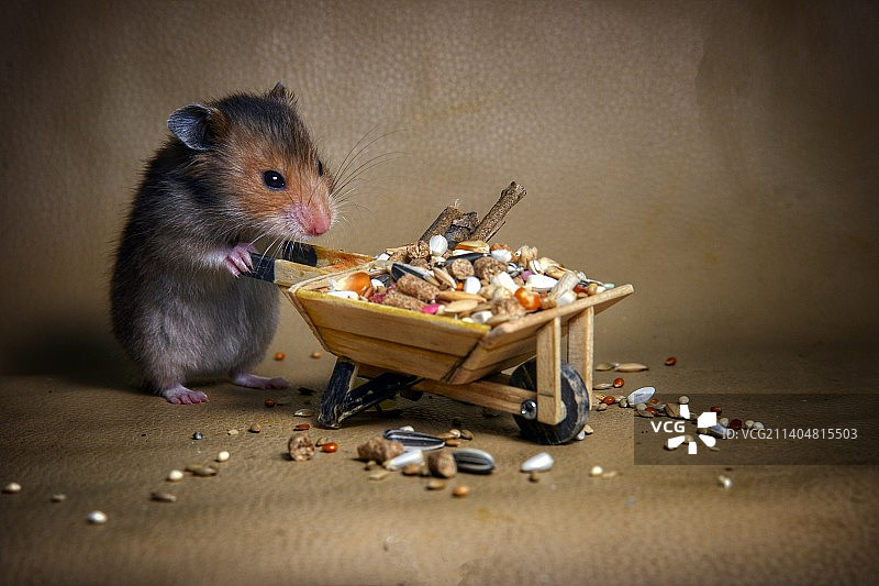 桌子上吃东西的仓鼠特写图片素材