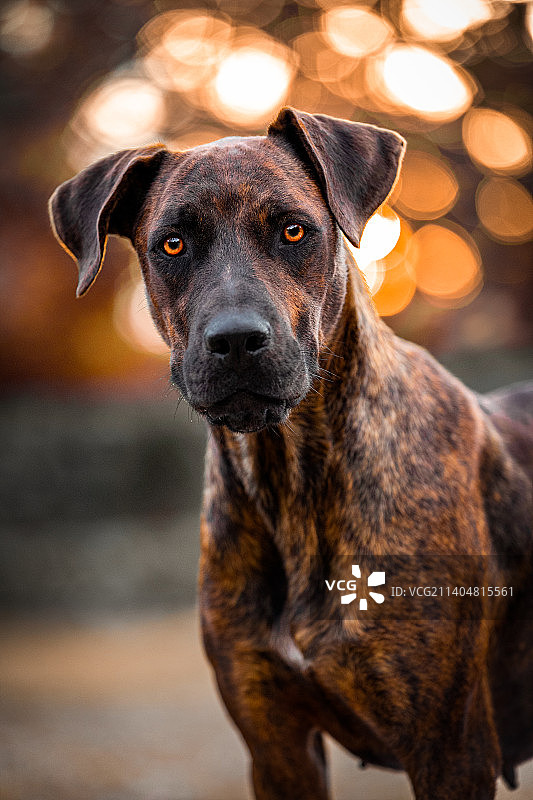 克罗地亚斯普利特狗的特写肖像图片素材