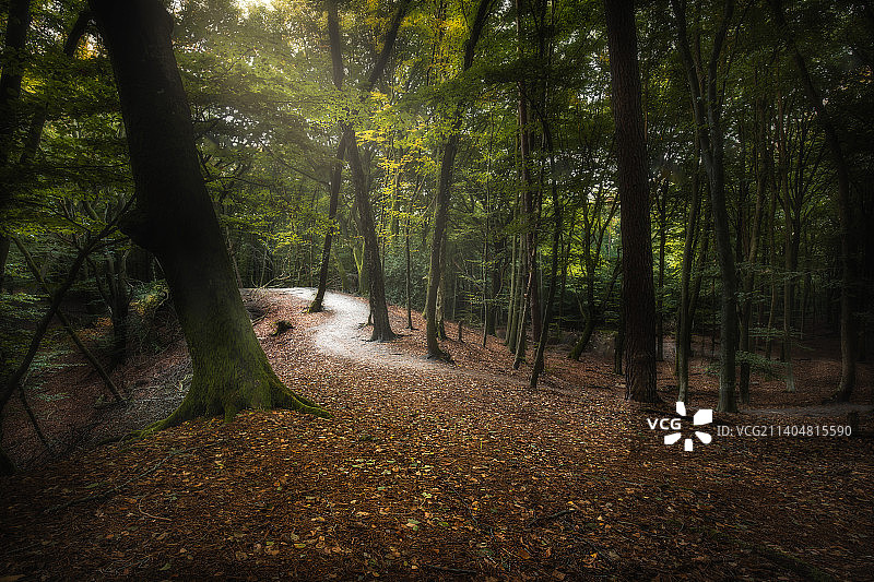 荷兰加尔德伦斯佩尔德博斯路森林中的树木图片素材
